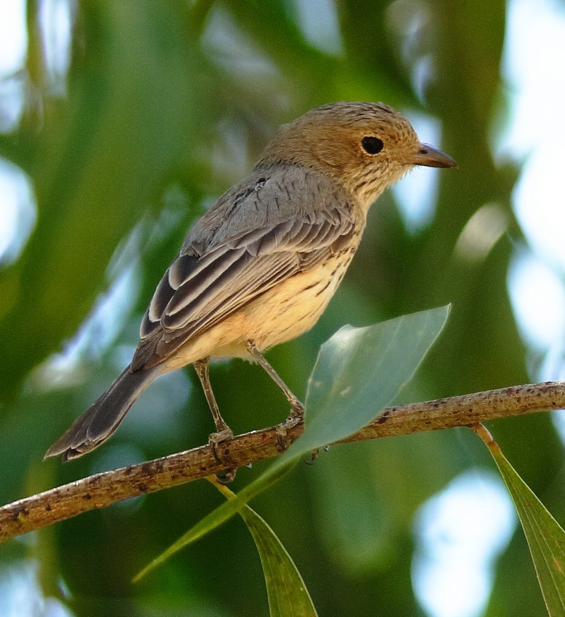 Rufous Whistler - ML622196893