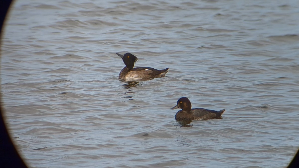 Lesser Scaup - ML622196948