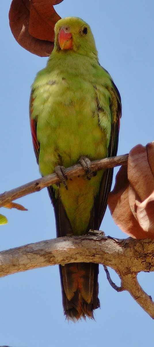 Red-winged Parrot - ML622196978