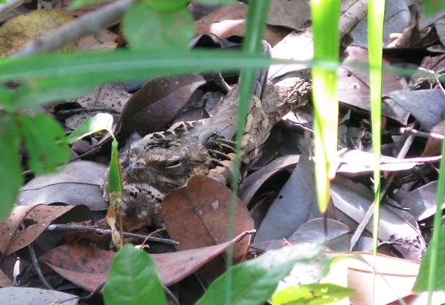 Long-tailed Nightjar - ML622197086