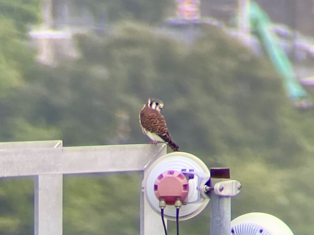 American Kestrel - ML622197177