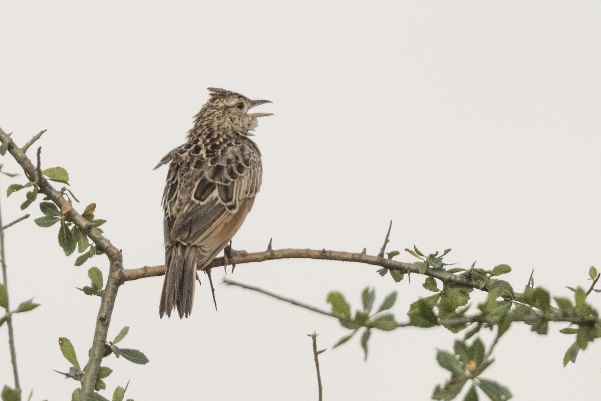 Red-winged Lark - ML622197218