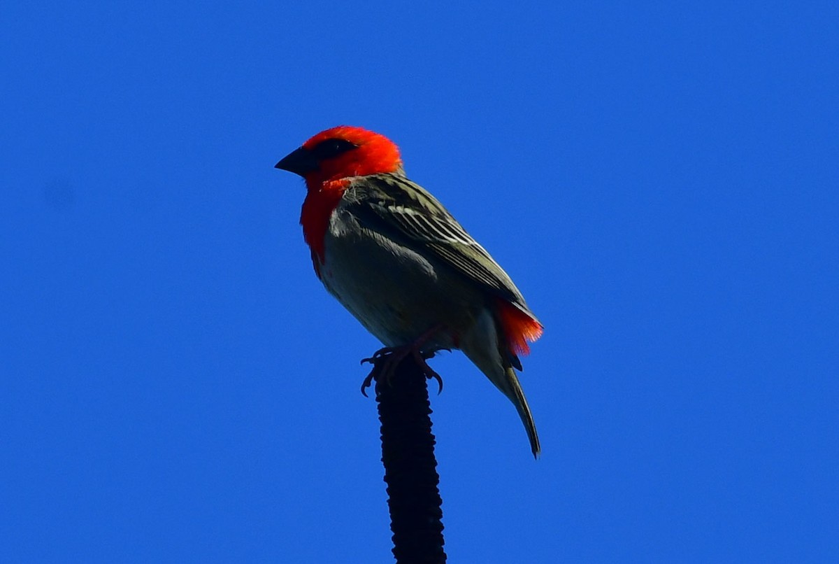 Red Fody - ML622197235