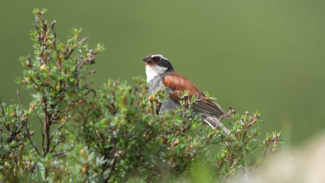 Tibetan Bunting - ML622197247