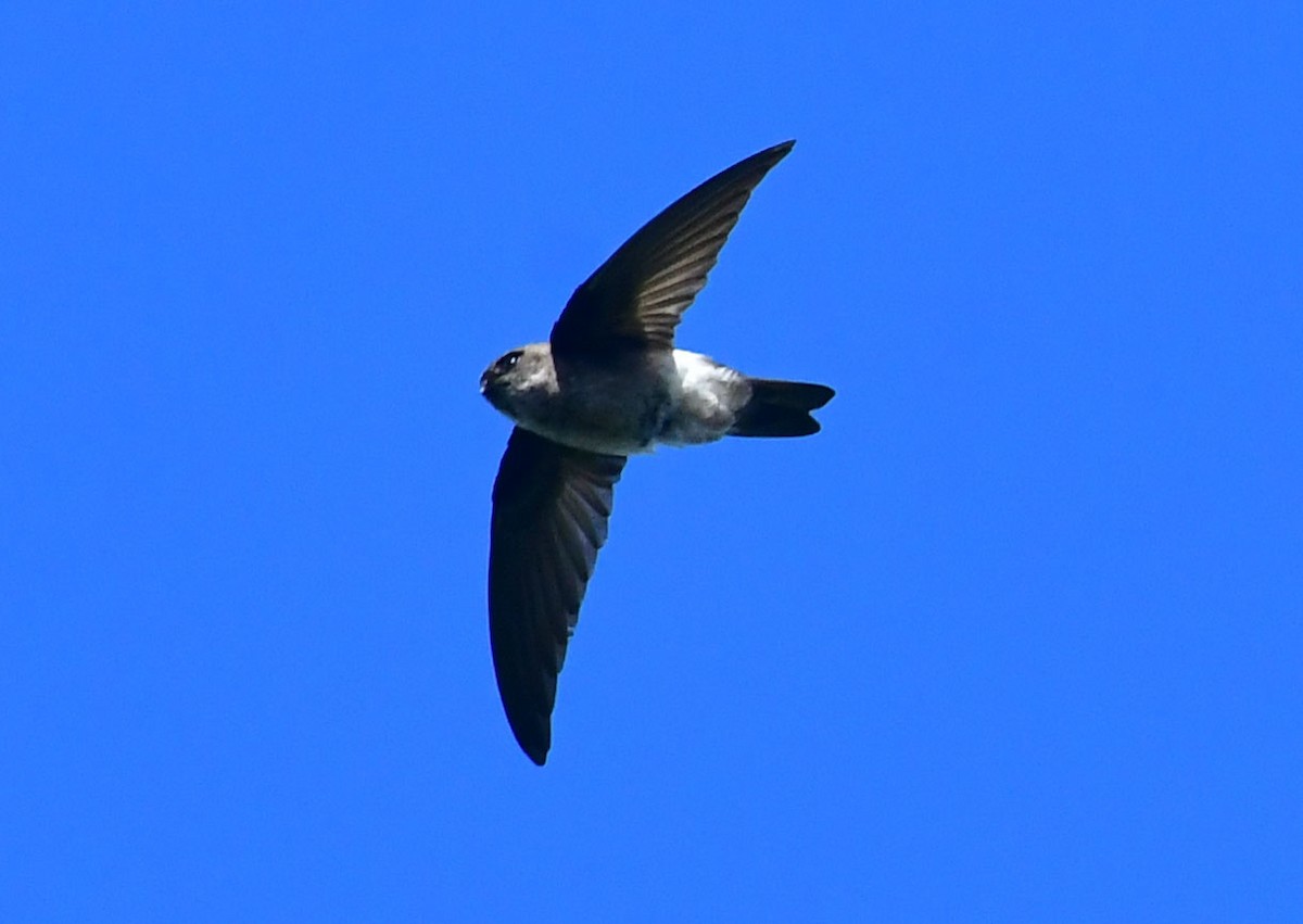 Mascarene Swiftlet - ML622197273