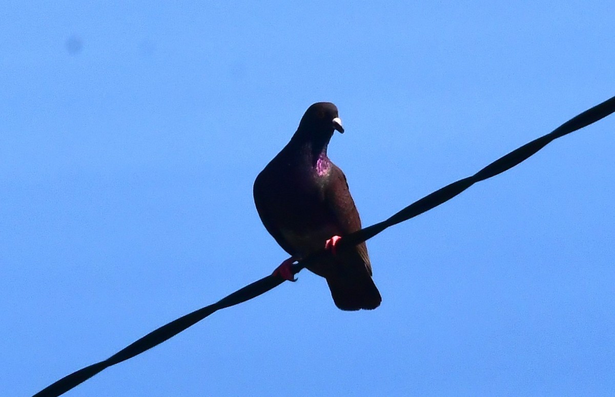Rock Pigeon (Feral Pigeon) - ML622197337