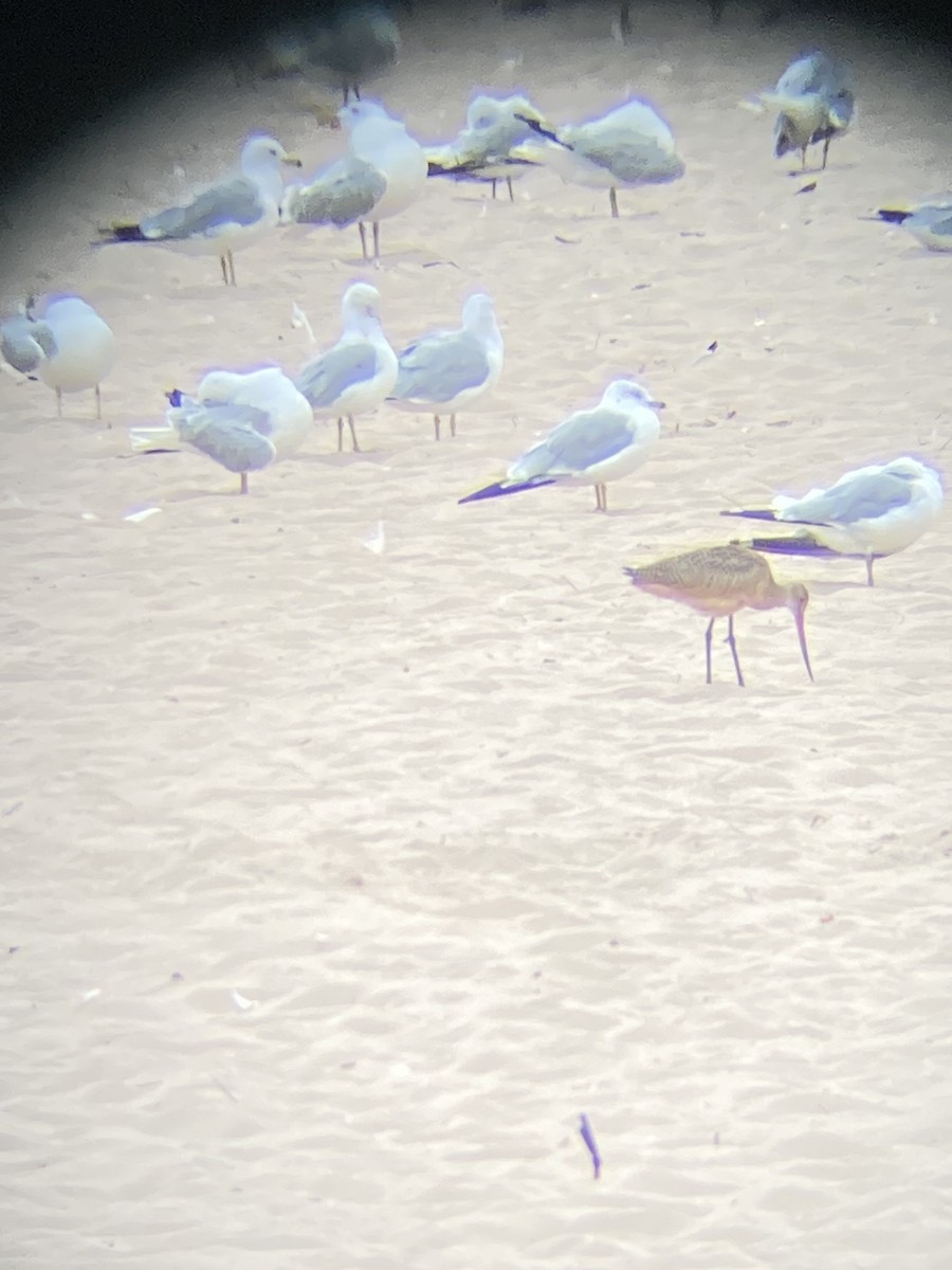 Marbled Godwit - ML622197375