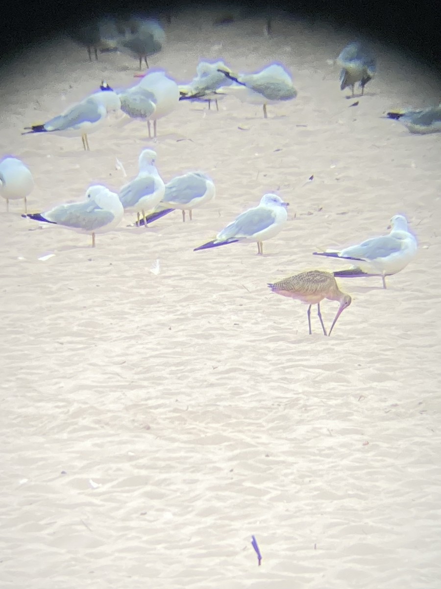 Marbled Godwit - ML622197376