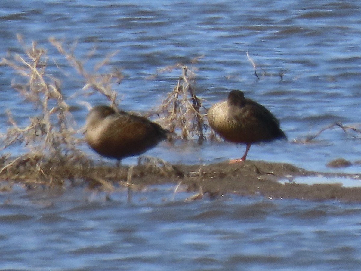 Northern Shoveler - ML622197395