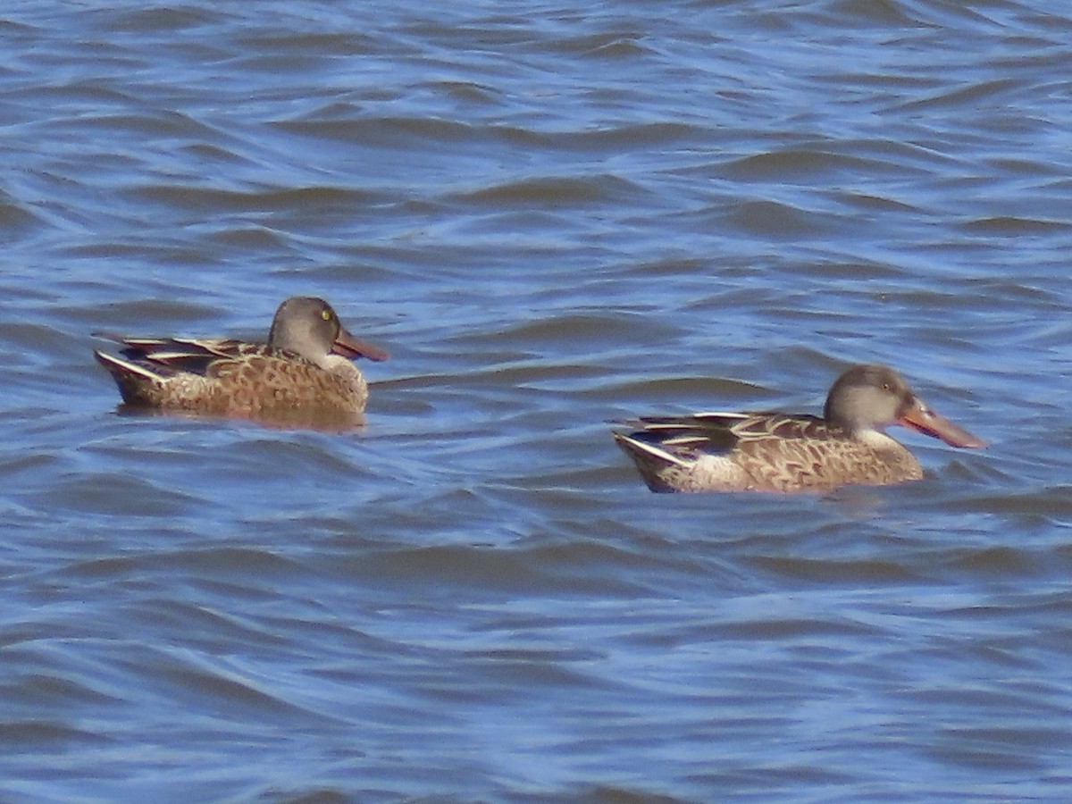 Northern Shoveler - ML622197408