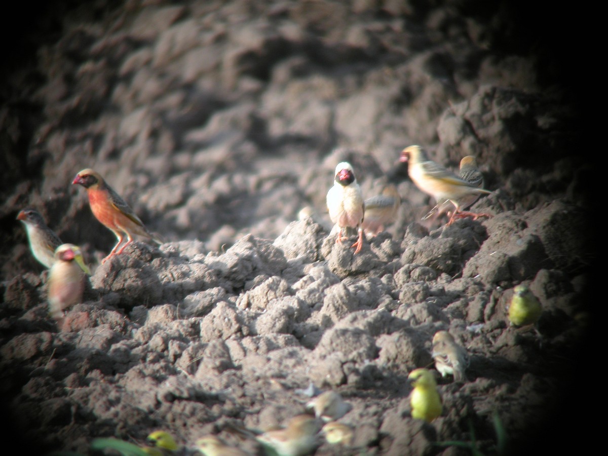 Red-billed Quelea - ML622197432