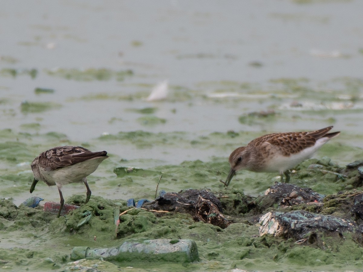 Semipalmated Sandpiper - Ava Kornfeld