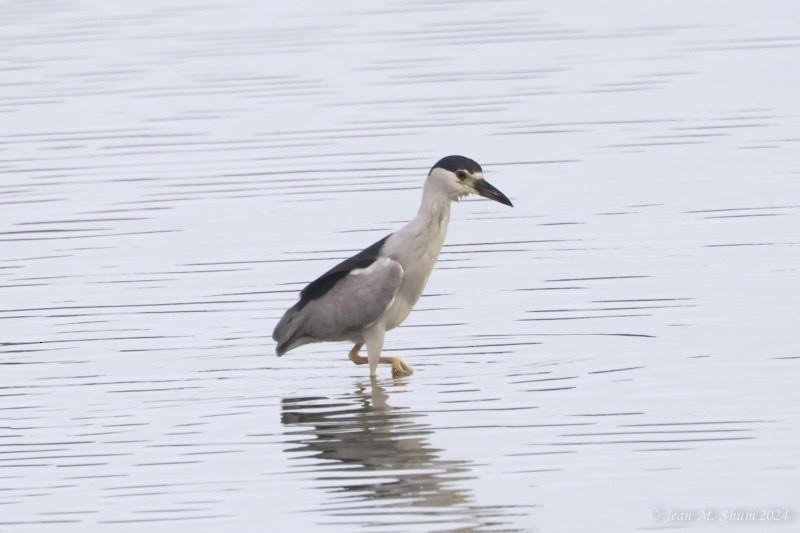 Black-crowned Night Heron - ML622197469