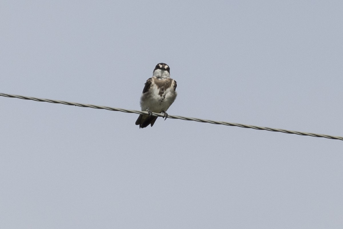 Banded Martin - ML622197486