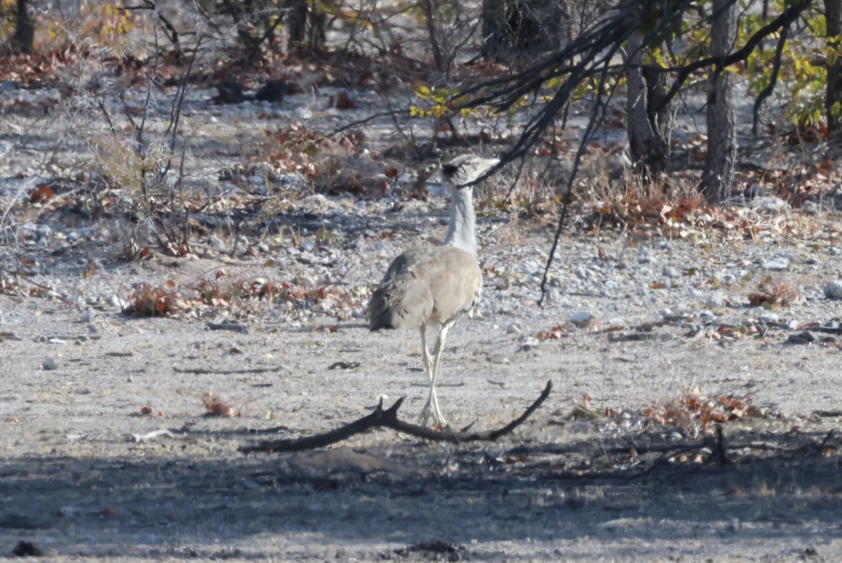 Kori Bustard - ML622197491