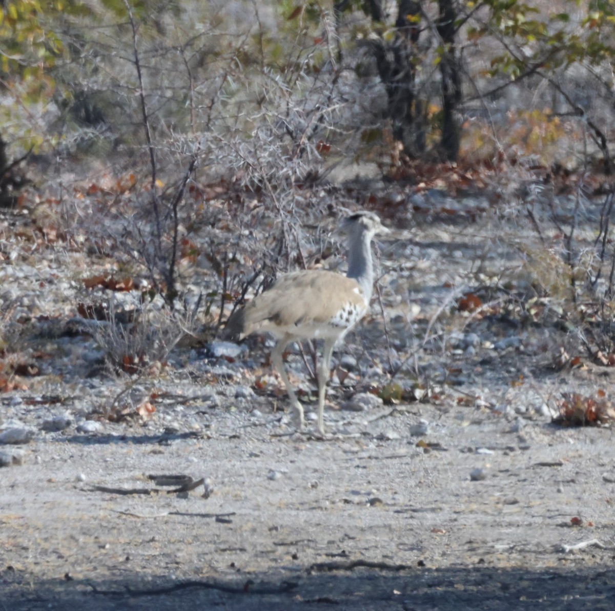 Kori Bustard - ML622197492