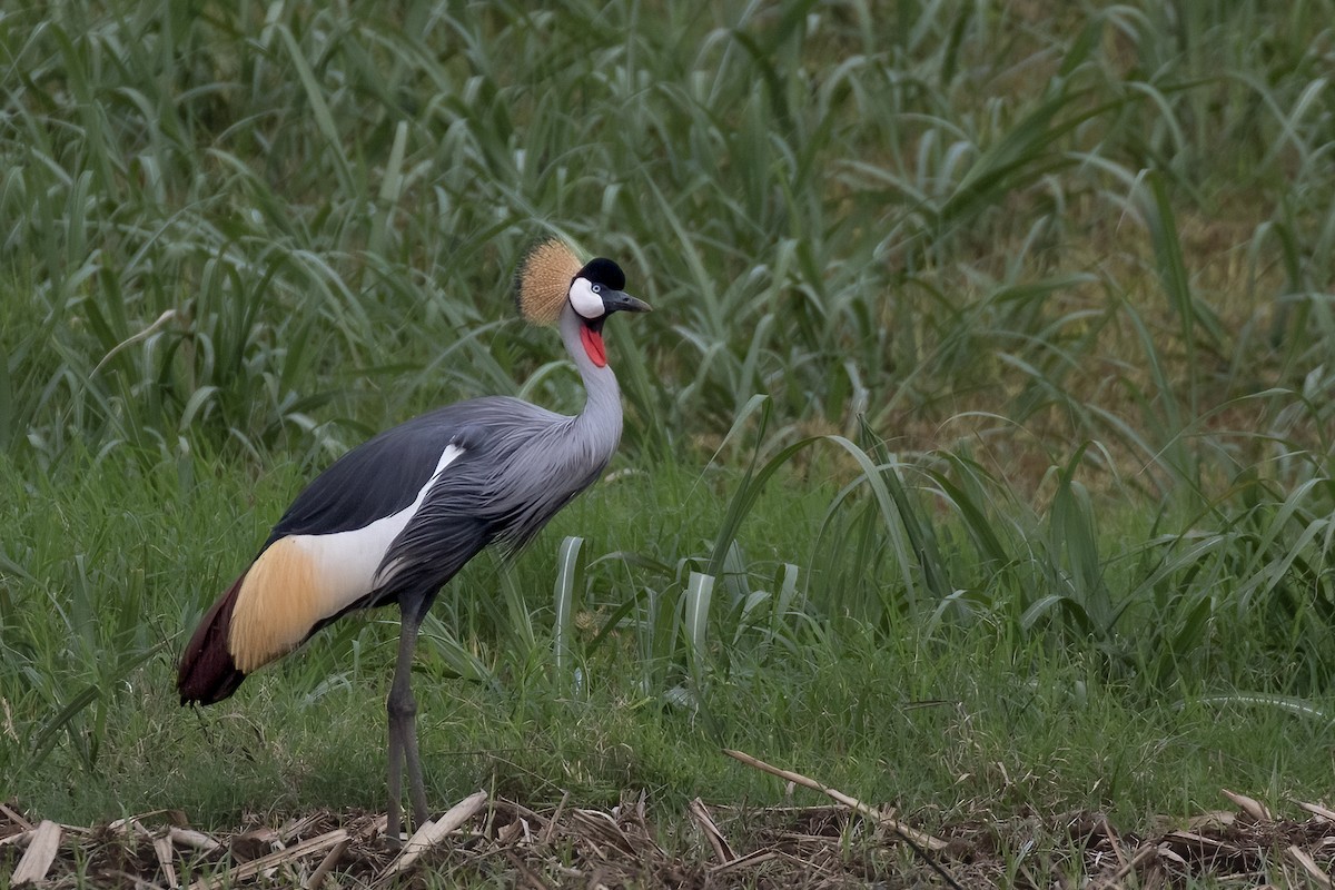 Gray Crowned-Crane - ML622197494