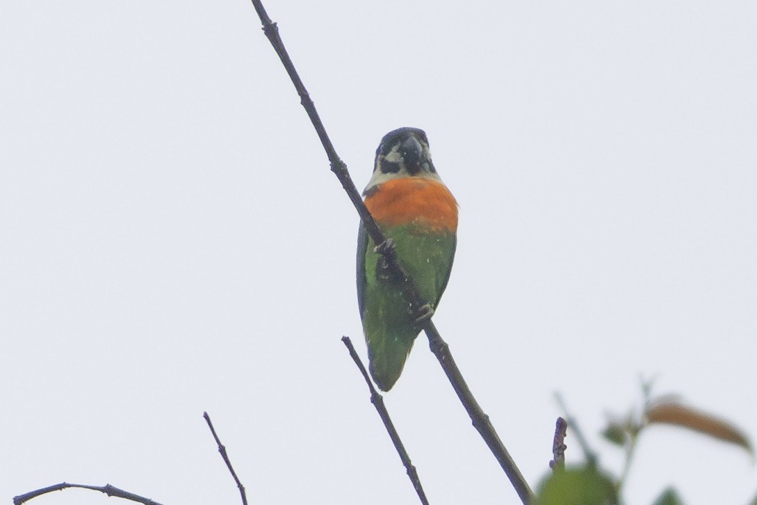 Dusky-cheeked Fig-Parrot - ML622197499