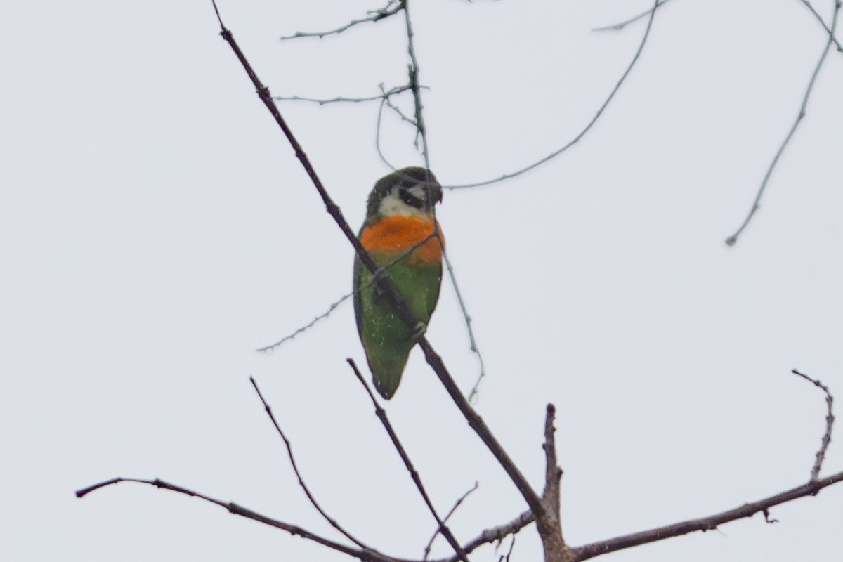 Dusky-cheeked Fig-Parrot - ML622197500