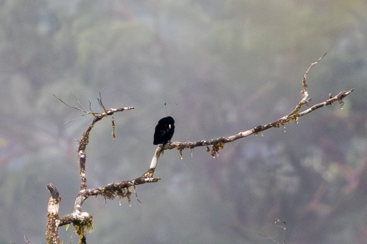 Carola's Parotia - ML622197507