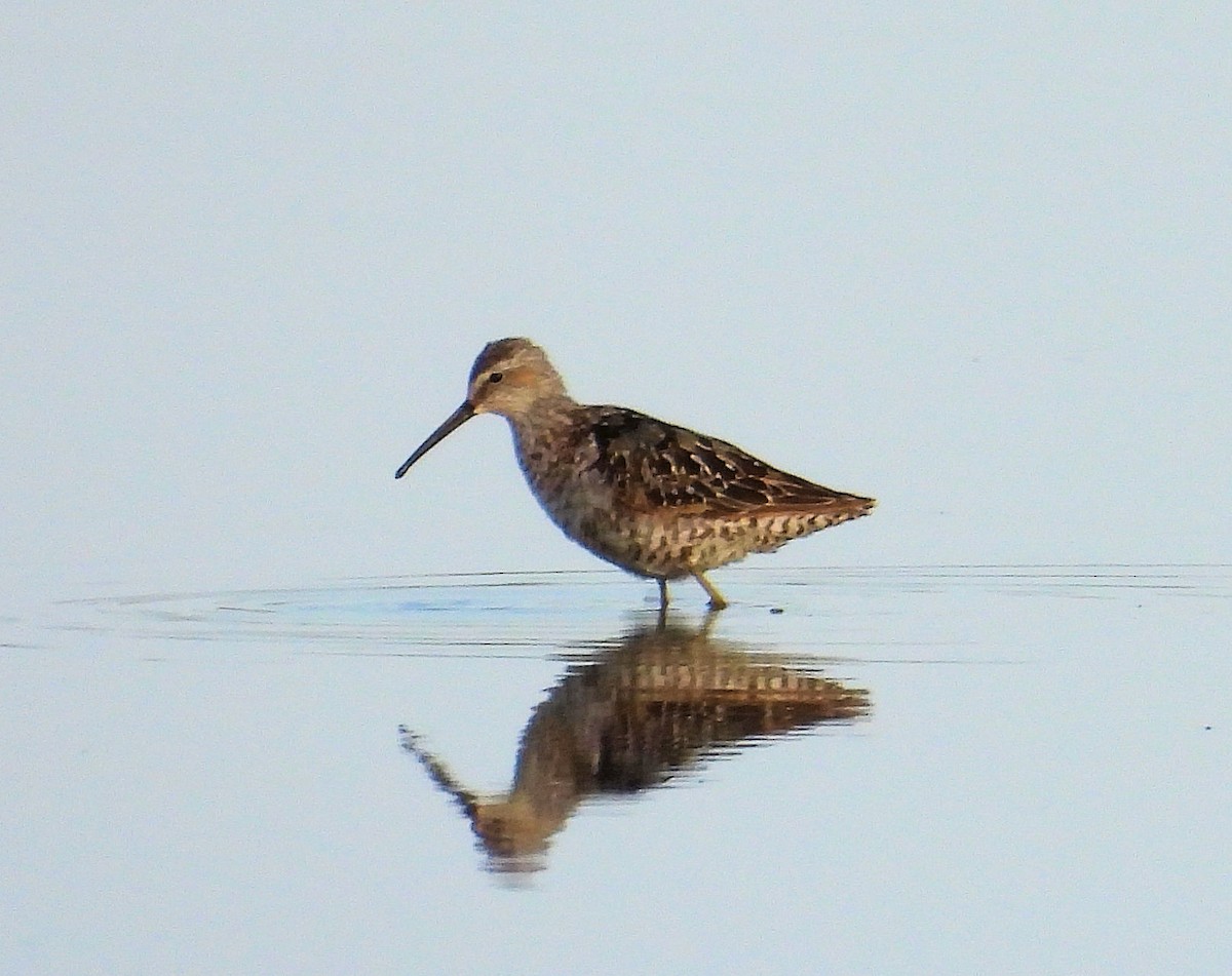 Stilt Sandpiper - ML622197509