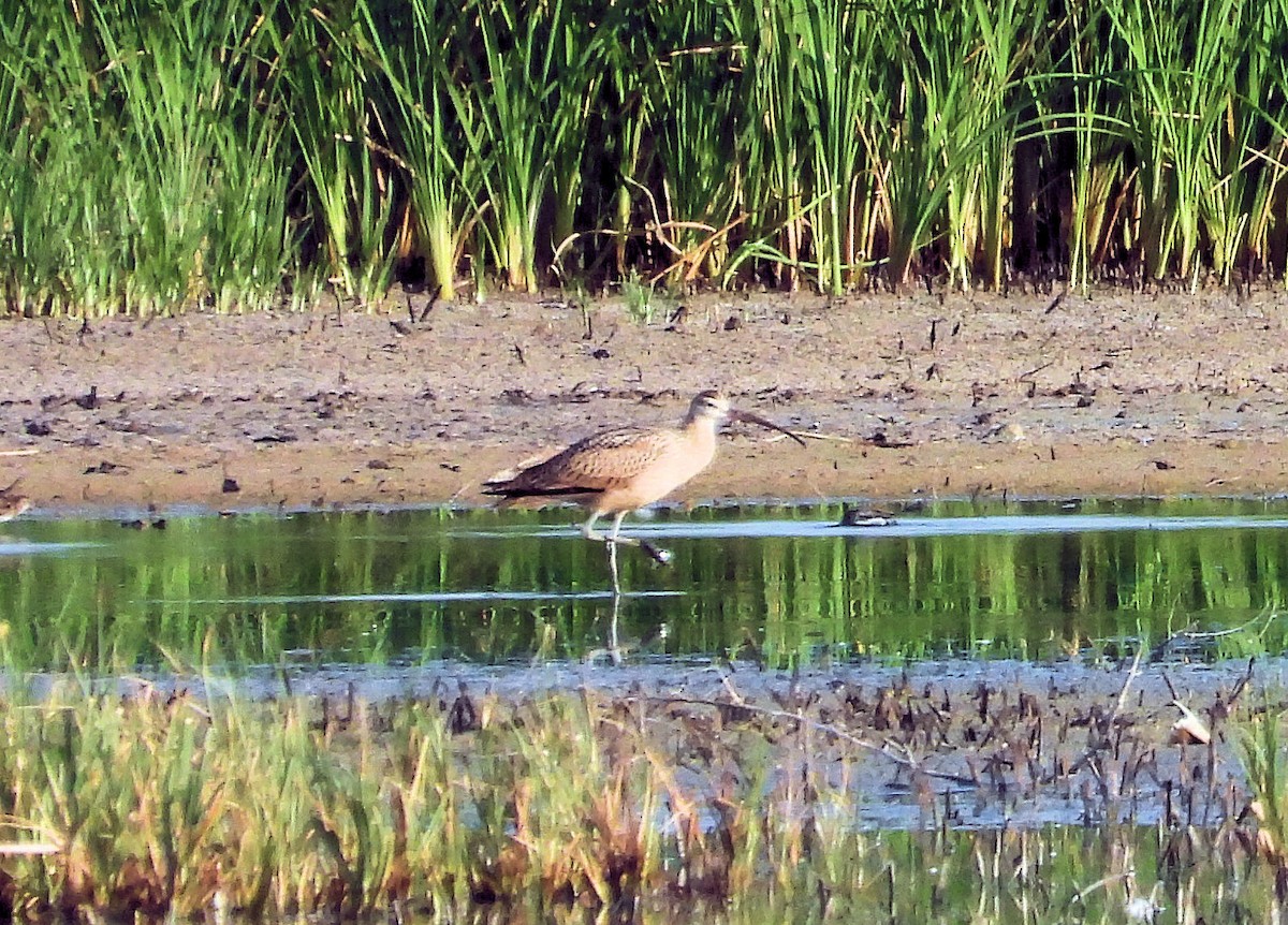 Long-billed Curlew - Patrick Collins