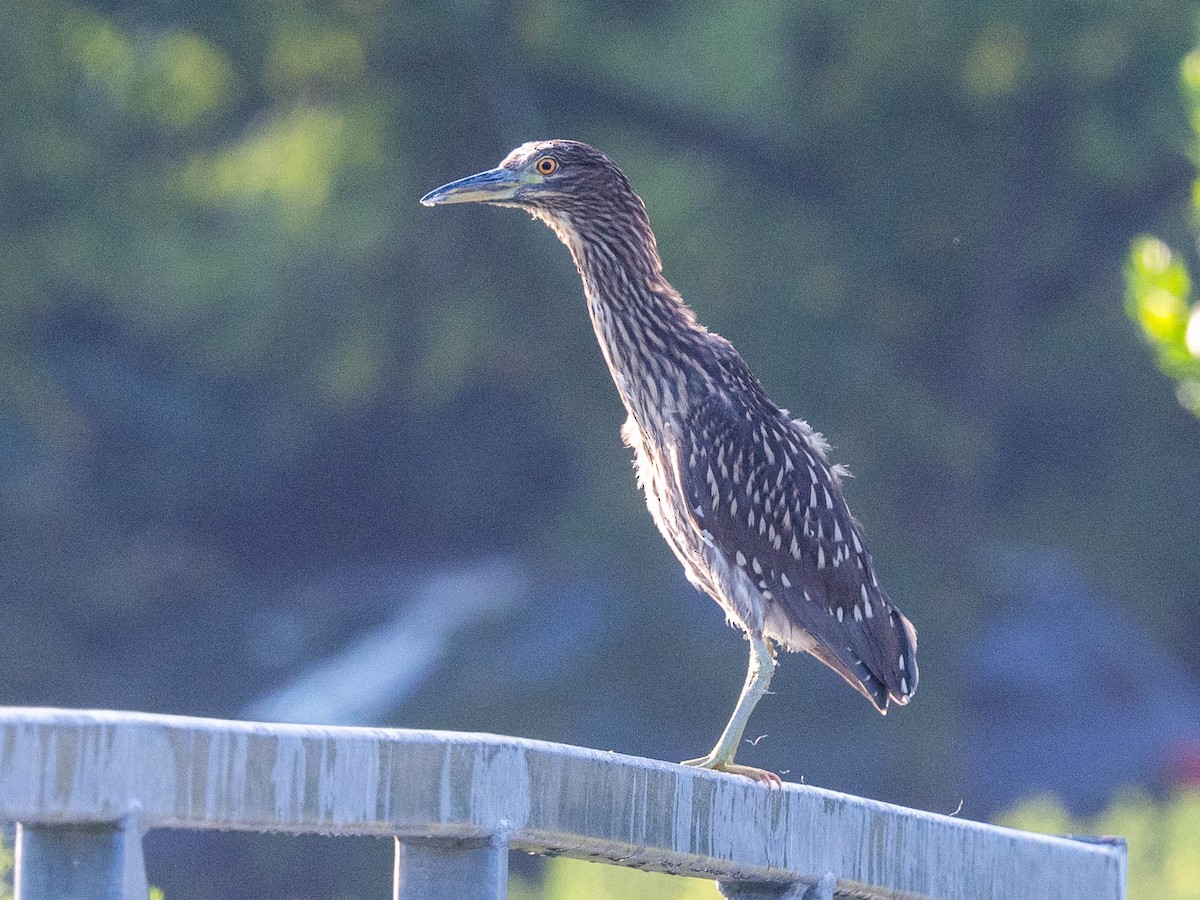 Black-crowned Night Heron - ML622197562