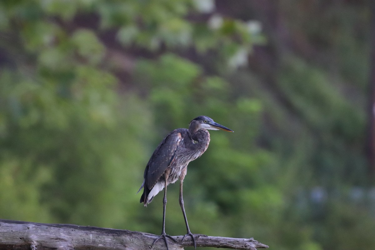 Great Blue Heron - ML622197644