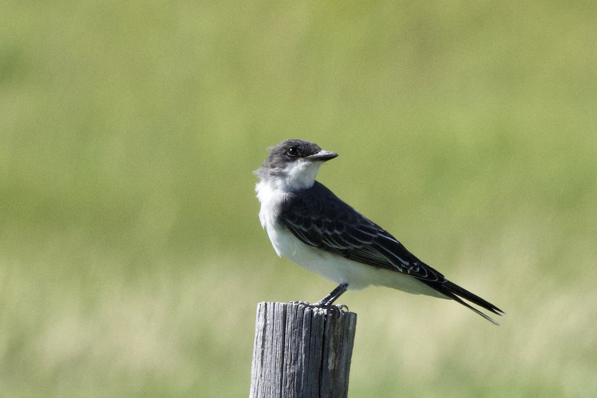 Eastern Kingbird - Lee Burke