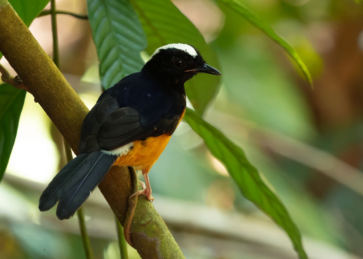 White-crowned Shama - ML622197682