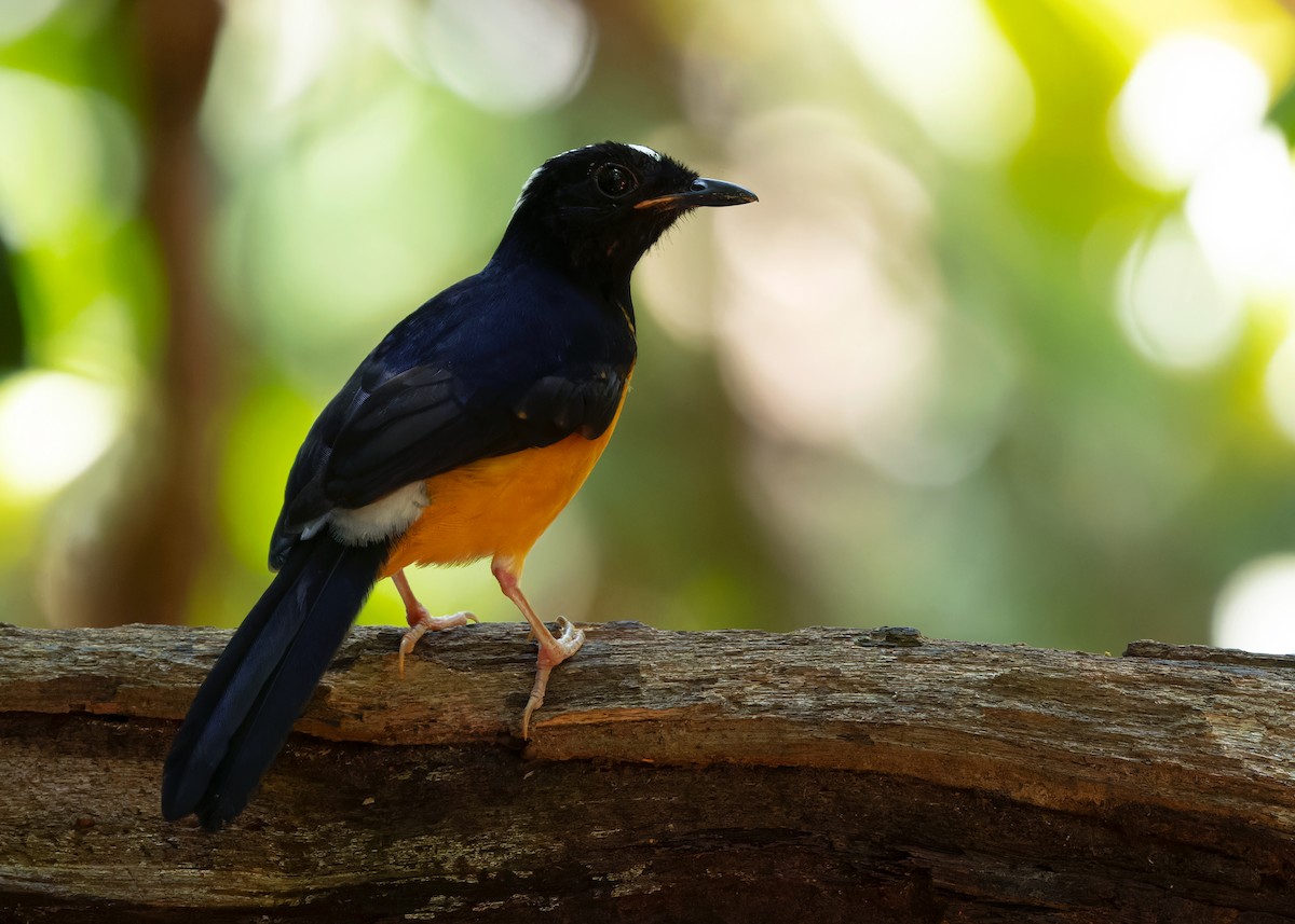 White-crowned Shama - Ayuwat Jearwattanakanok