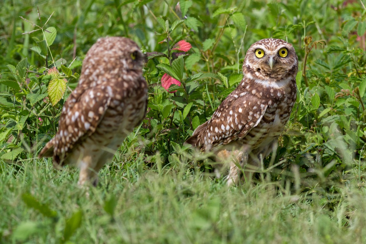 Burrowing Owl - ML622197690