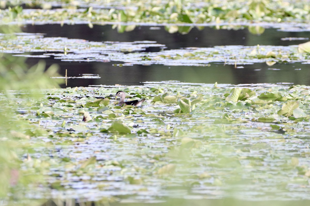 Wood Duck - ML622197695