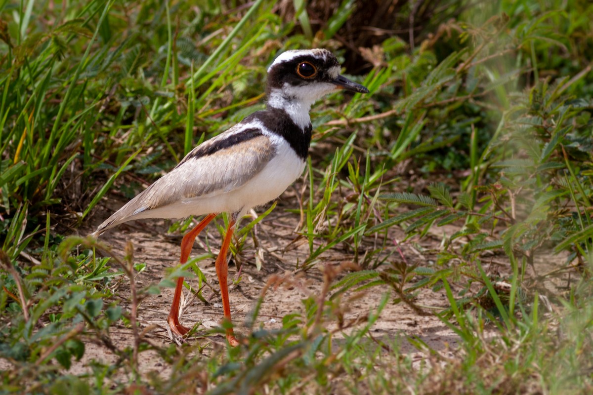 Pied Plover - ML622197700