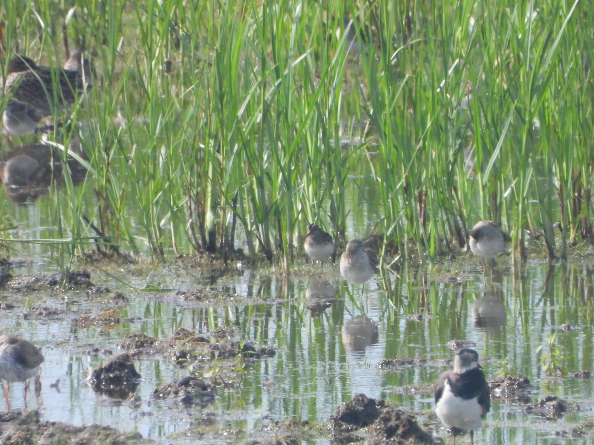 Broad-billed Sandpiper - ML622197705