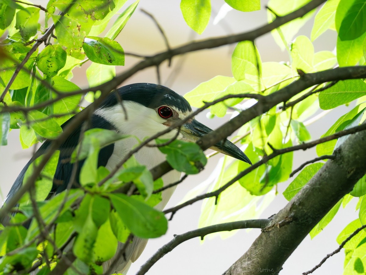 Black-crowned Night Heron - ML622197740