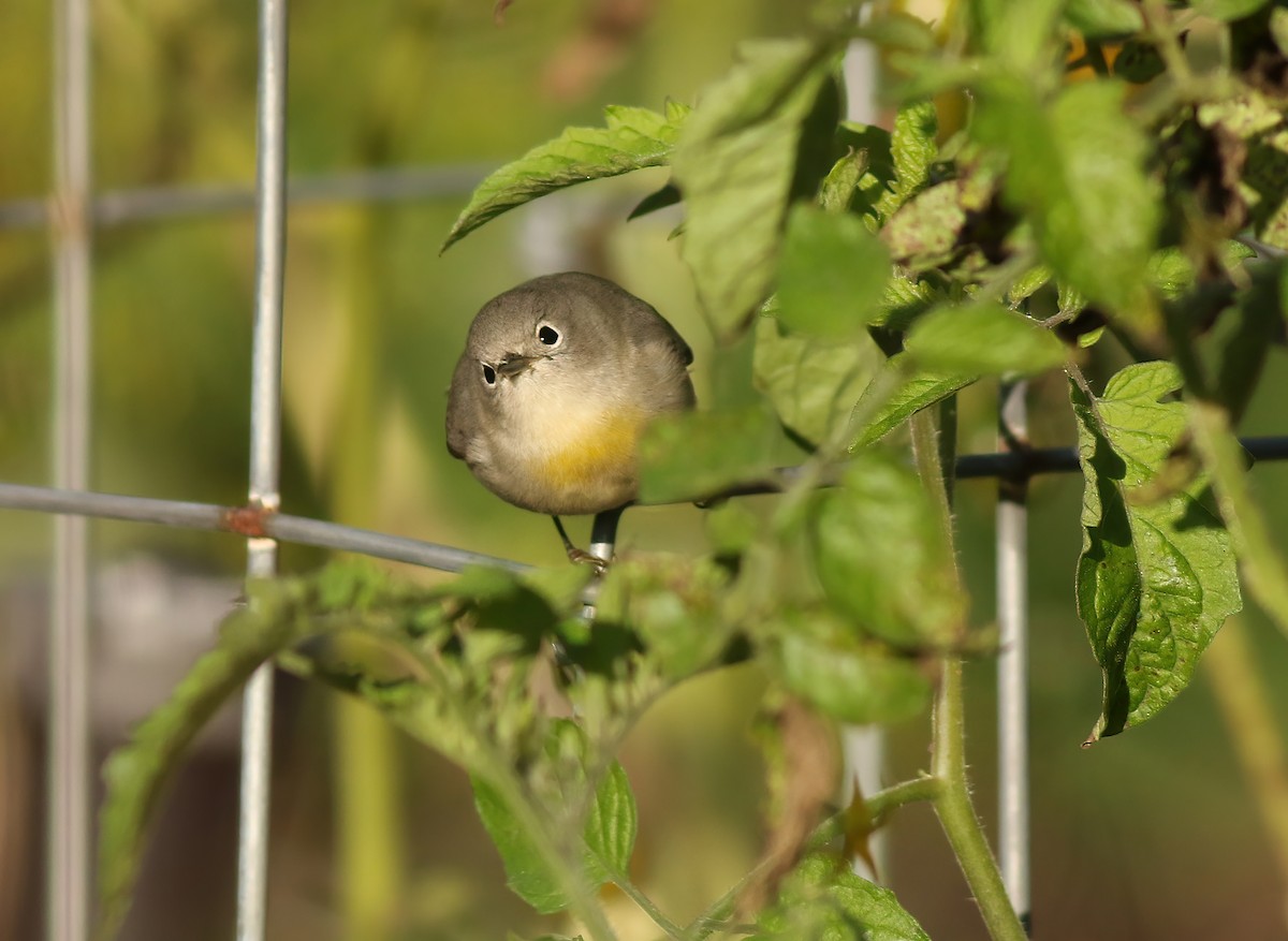 Virginia's Warbler - ML622197763