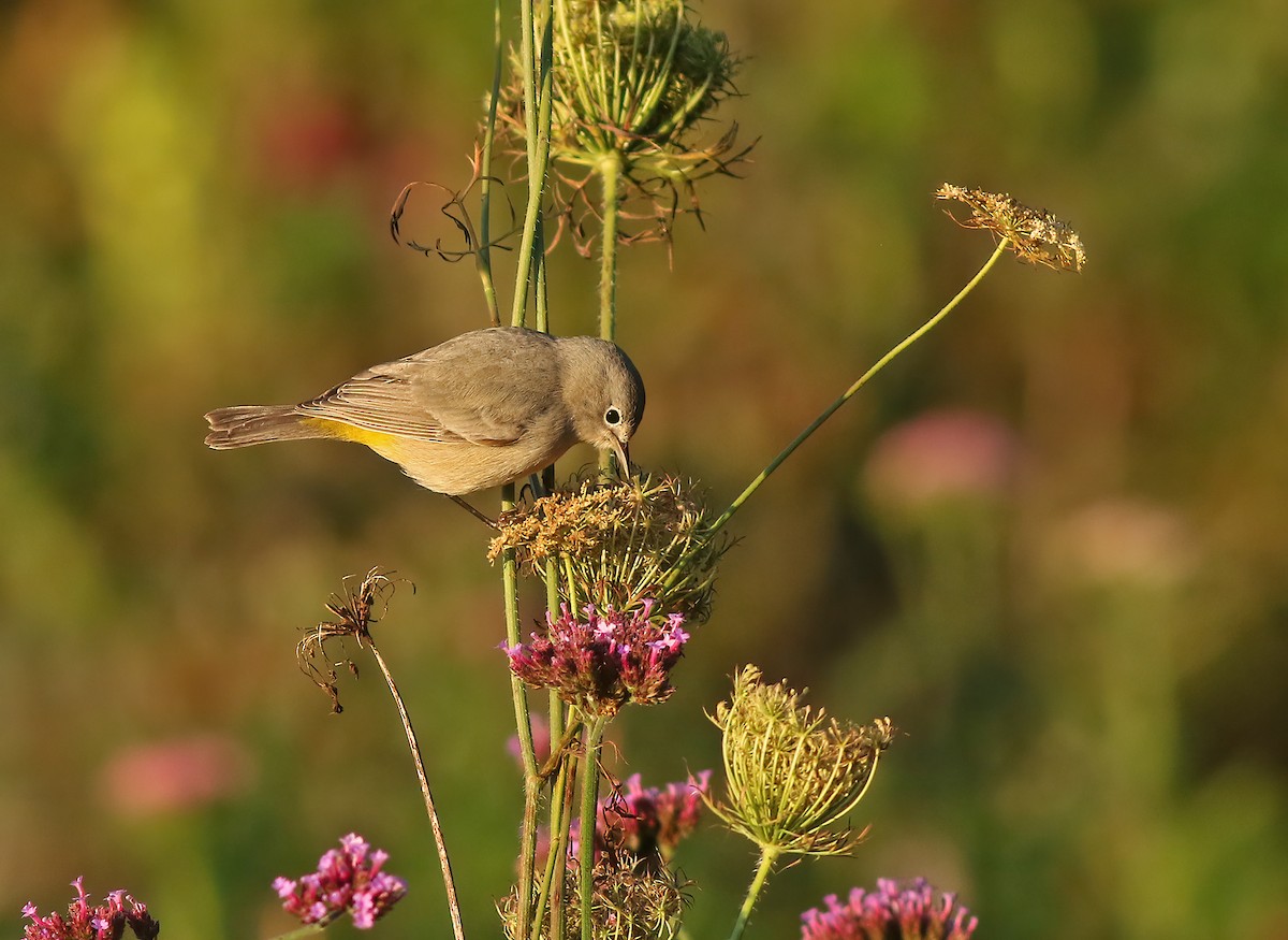 Virginia's Warbler - ML622197764