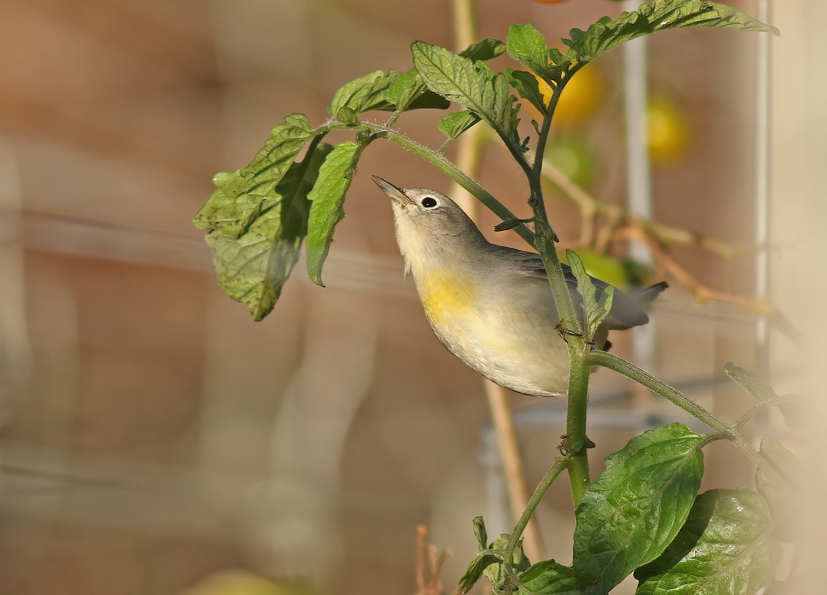 Virginia's Warbler - ML622197765