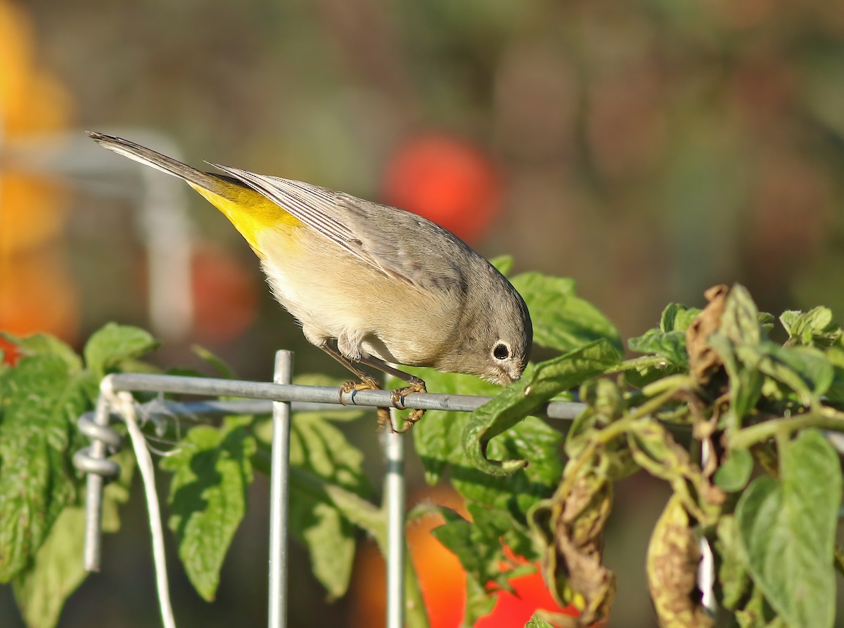 Virginia's Warbler - ML622197766