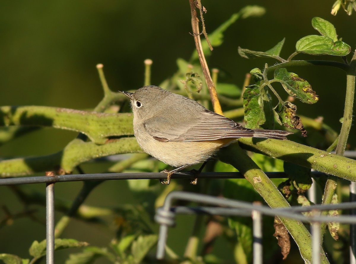 Virginia's Warbler - ML622197767