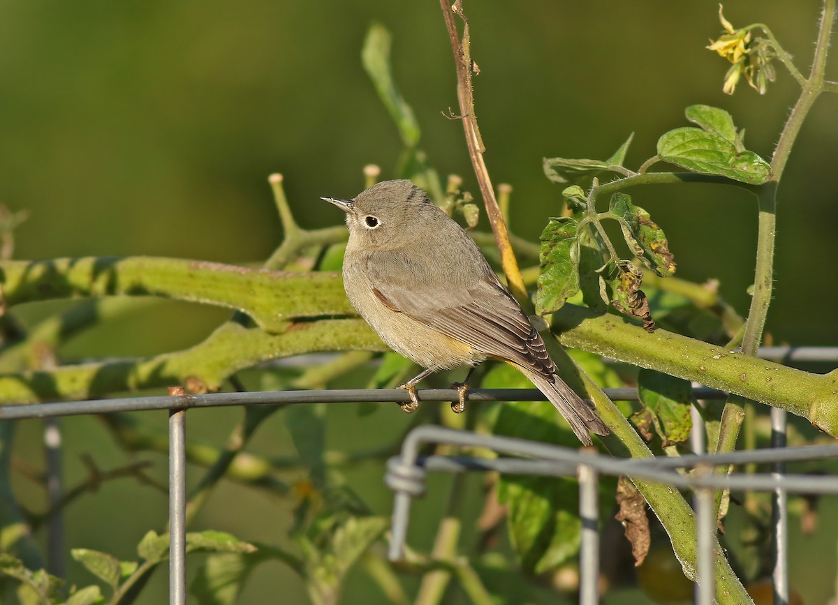 Virginia's Warbler - ML622197768