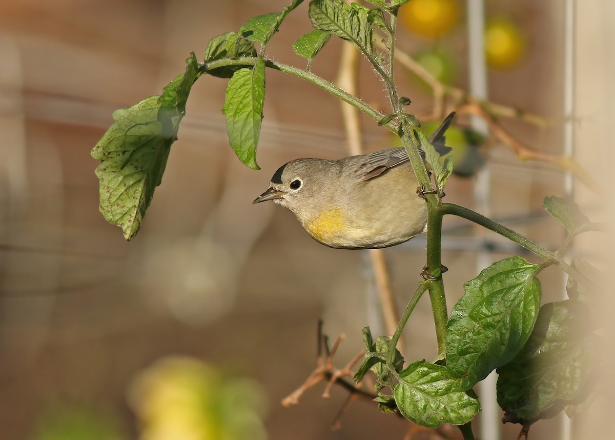 Virginia's Warbler - ML622197769