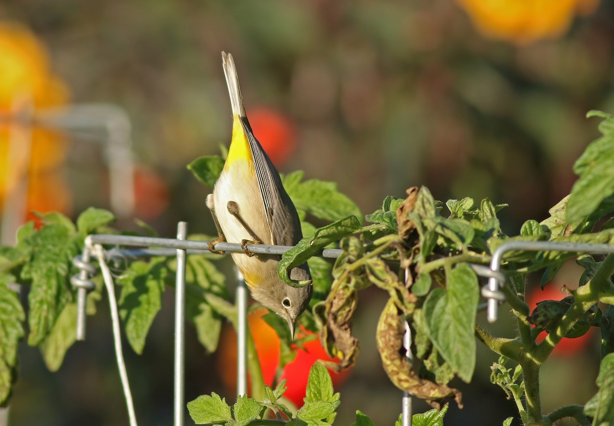Virginia's Warbler - ML622197770