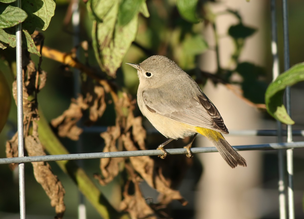 Virginia's Warbler - ML622197771