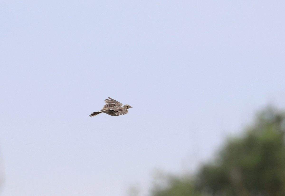 Eurasian Skylark - ML622197812