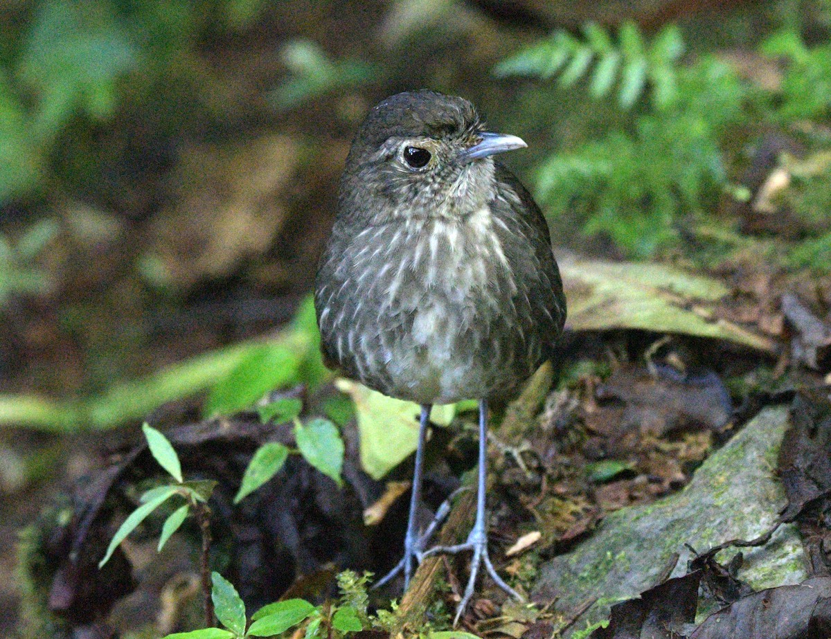 Cundinamarca Antpitta - ML622197851