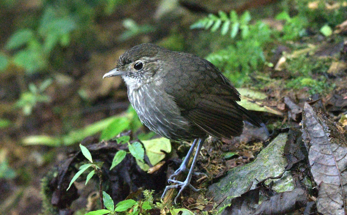 Cundinamarca Antpitta - ML622197853