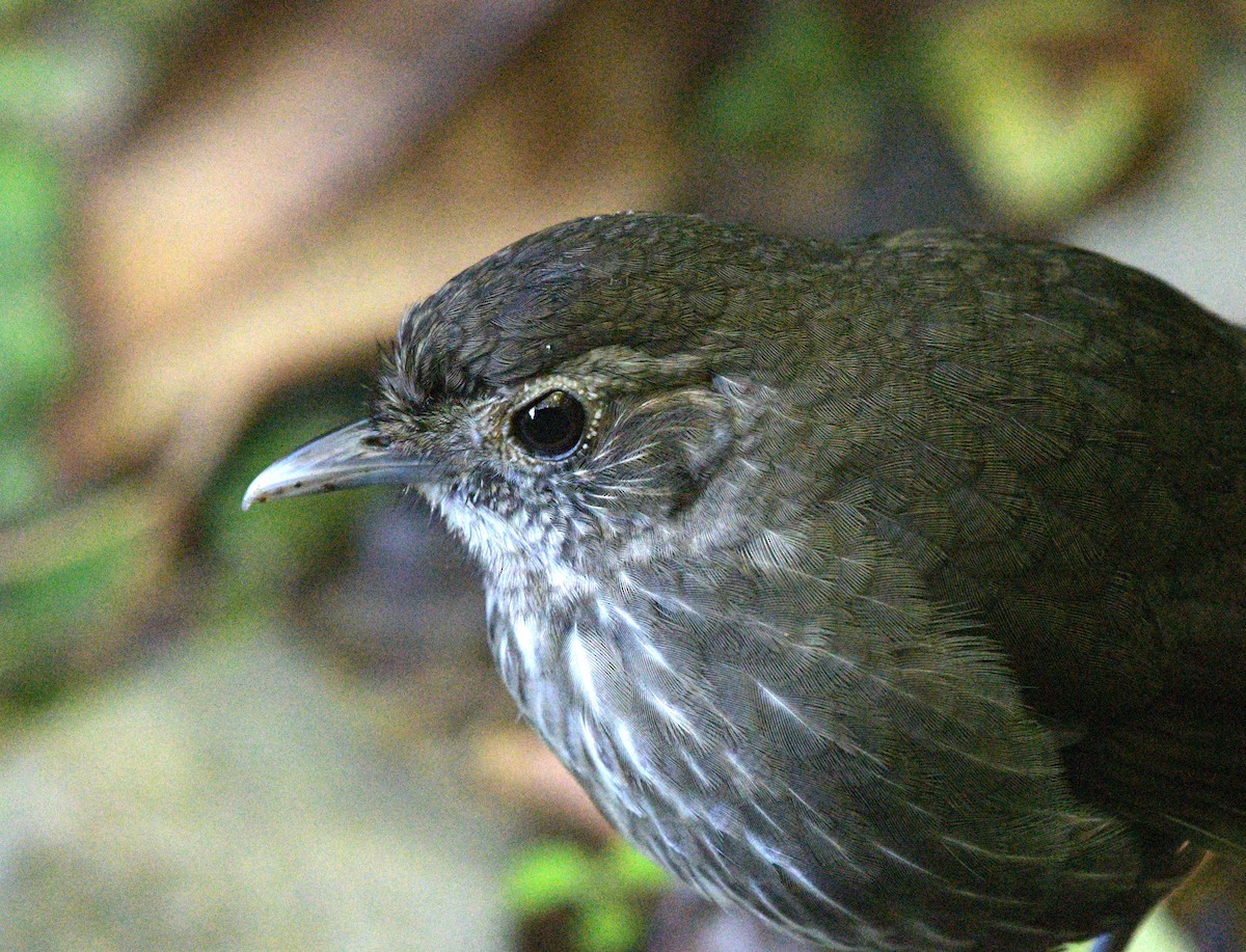 Cundinamarca Antpitta - ML622197854