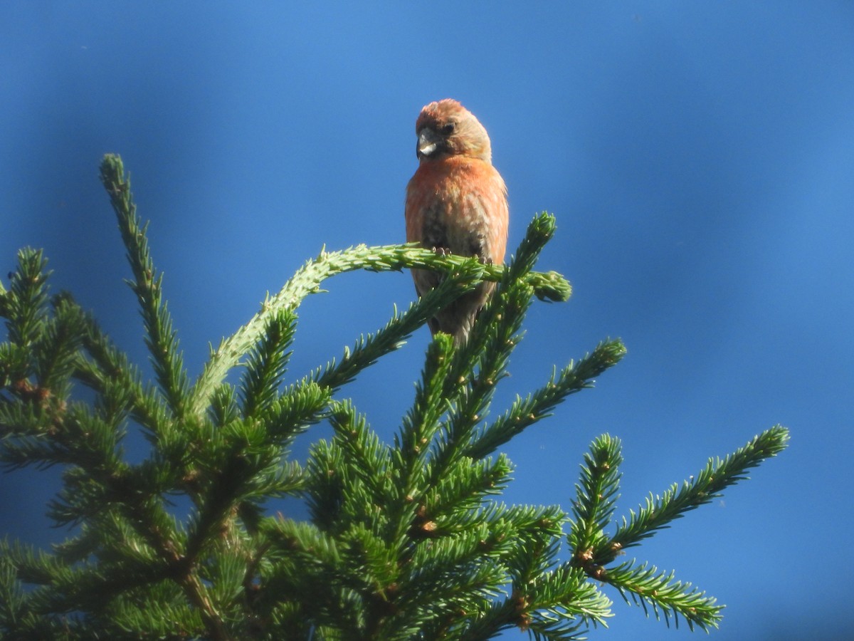 Parrot Crossbill - ML622197881